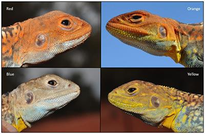 Conditional Handicaps in Exuberant Lizards: Bright Color in Aggressive Males Is Correlated with High Levels of Free Radicals